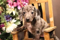 R3, a female Miniature Dachshund for sale in Wisner, LA – 1 of 2