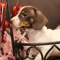 A4, a female Miniature Dachshund for sale in Wisner, LA – Photo 1 of 2