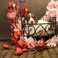 A4, a female Miniature Dachshund for sale in Wisner, LA – Photo 2 of 2