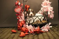 A4, a female Miniature Dachshund for sale in Wisner, LA – Photo 2 of 2