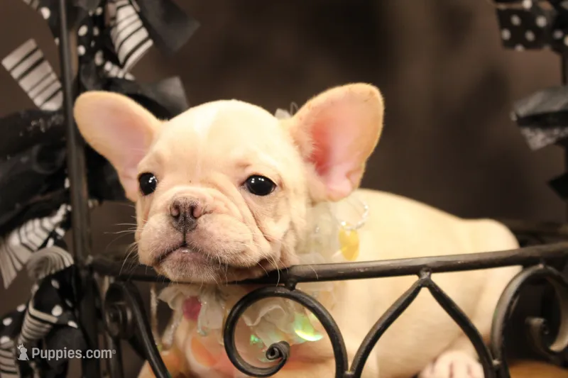 T2 – French Bulldog puppy for sale in Wisner, LA