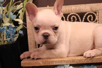 P2, a male French Bulldog for sale in Wisner, LA – 1 of 3