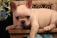 P2, a male French Bulldog for sale in Wisner, LA – 2 of 3