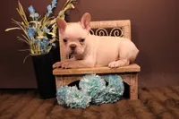 P2, a male French Bulldog for sale in Wisner, LA – 3 of 3