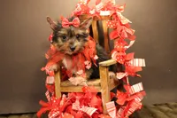 C2, a female Yorkshire Terrier for sale in Wisner, LA – 2 of 2