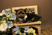 L4, a male Yorkshire Terrier for sale in Wisner, LA – 2 of 2
