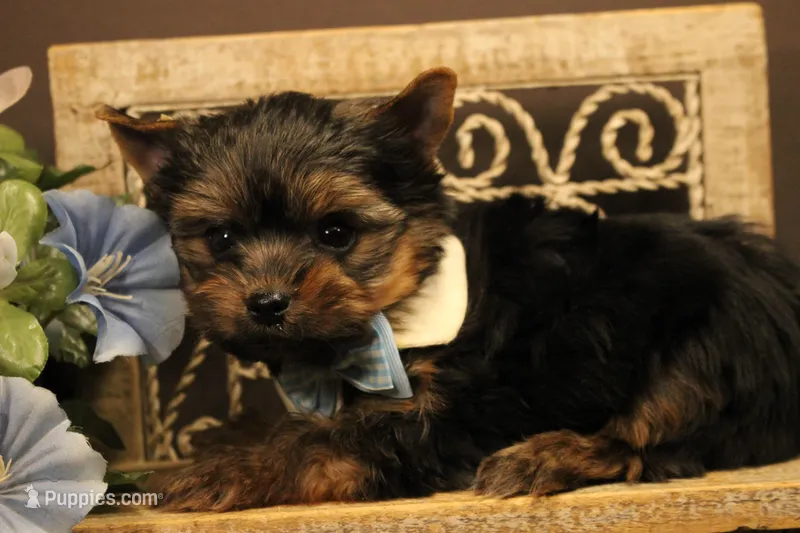 L4 – Yorkshire Terrier puppy for sale in Wisner, LA