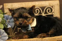 L4, a male Yorkshire Terrier for sale in Wisner, LA – 1 of 2