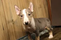 S4 merle, a female Miniature Bull Terrier for sale in Wisner, LA – 2 of 3