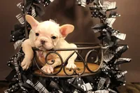 T2, a female French Bulldog for sale in Wisner, LA – 2 of 2