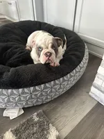 Moana, a female English Bulldog for sale in Modesto, CA – Photo 2 of 2