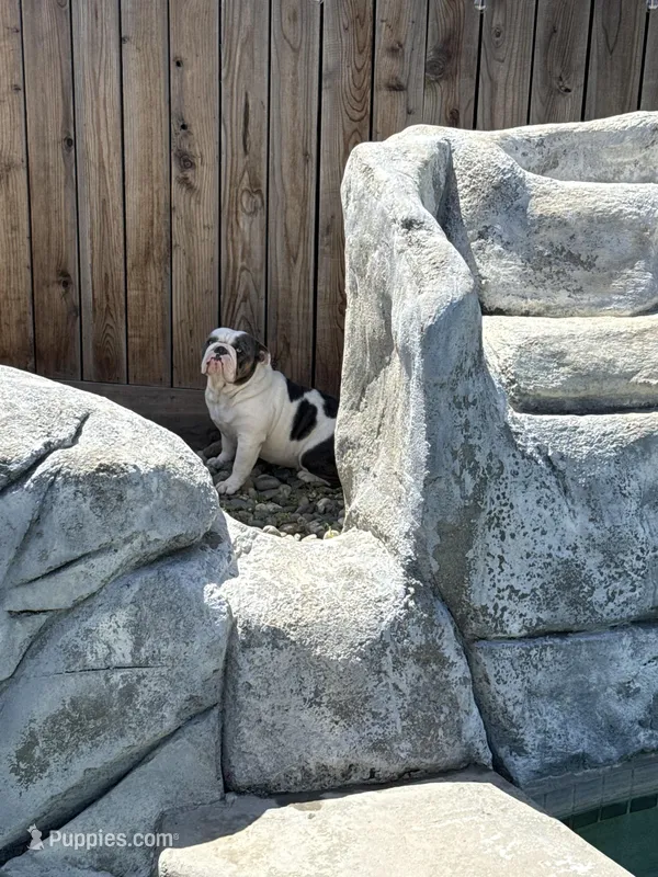 Moana – English Bulldog puppy for sale in Modesto, CA