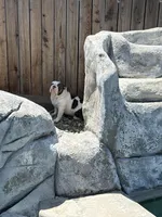 Moana, a female English Bulldog for sale in Modesto, CA – Photo 1 of 2