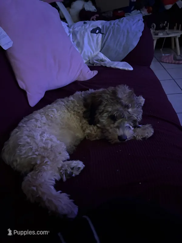 Ben, a male Cockapoo for sale in Phoenix, AZ – Photo 1 of 2