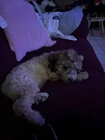 Ben, a male Cockapoo for sale in Phoenix, AZ – Photo 1 of 2