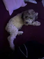 Ben, a male Cockapoo for sale in Phoenix, AZ – Photo 2 of 2