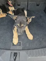 Daisy, a female German Shepherd Dog for sale in Cedar Rapids, IA – 2 of 5