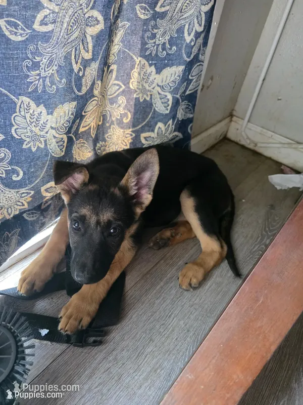 Daisy – German Shepherd Dog puppy for sale in Cedar Rapids, IA