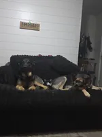Daisy, a female German Shepherd Dog for sale in Cedar Rapids, IA – 5 of 5