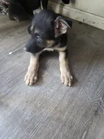 Daisy, a female German Shepherd Dog for sale in Cedar Rapids, IA – 3 of 5