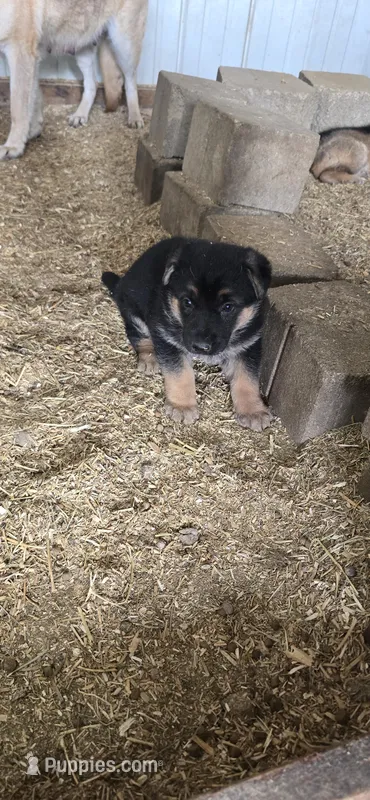 black – German Shepherd Dog puppy for sale in Fennimore, WI