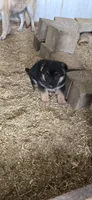 black, a female German Shepherd Dog for sale in Fennimore, WI – 1 of 4