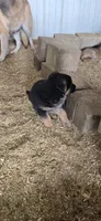 black, a female German Shepherd Dog for sale in Fennimore, WI – 2 of 4
