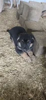 black, a female German Shepherd Dog for sale in Fennimore, WI – 3 of 4