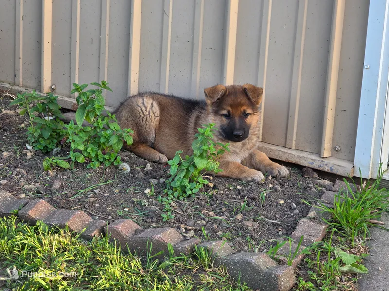 brown – German Shepherd Dog puppy for sale in Fennimore, WI
