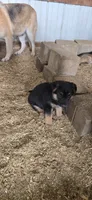 black, a female German Shepherd Dog for sale in Fennimore, WI – 4 of 4