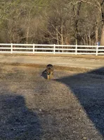 no collar, a female German Shepherd Dog for sale in Fennimore, WI – Photo 9 of 9