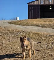 no collar, a female German Shepherd Dog for sale in Fennimore, WI – Photo 2 of 9