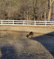 no collar, a female German Shepherd Dog for sale in Fennimore, WI – Photo 4 of 9