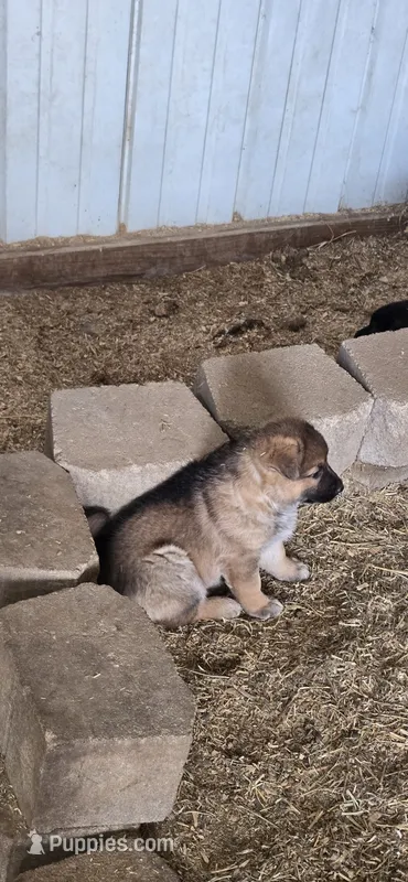 brown – German Shepherd Dog puppy for sale in Fennimore, WI
