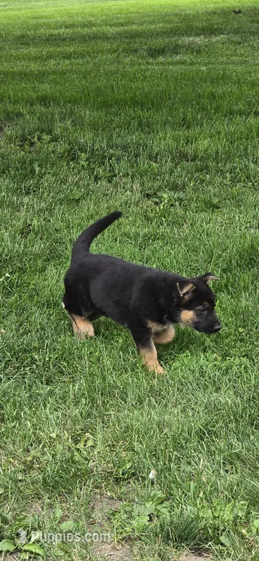 black – German Shepherd Dog puppy for sale in Fennimore, WI