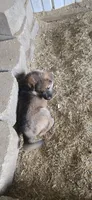 brown, a female German Shepherd Dog for sale in Fennimore, WI – 3 of 5