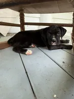 Harley, a female Boxer for sale in Cherokee, AL – 5 of 9