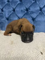 Oakley, a female Boxer for sale in Cherokee, AL – 6 of 7