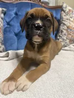 Scarlett, a female Boxer for sale in Cherokee, AL – 4 of 10