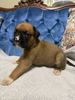 Scarlett, a female Boxer for sale in Cherokee, AL – 6 of 7