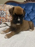 Roxy, a female Boxer for sale in Cherokee, AL – 7 of 9