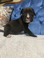 Harley, a female Boxer for sale in Cherokee, AL – 4 of 5