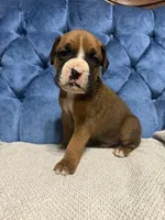 Rebel, a male Boxer for sale in Cherokee, AL – 1 of 7