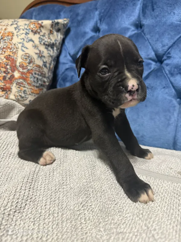 Harley – Boxer puppy for sale in Cherokee, AL