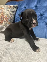 Harley, a female Boxer for sale in Cherokee, AL – 1 of 5