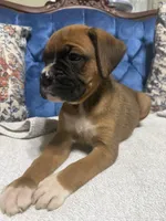 Scarlett, a female Boxer for sale in Cherokee, AL – 2 of 10