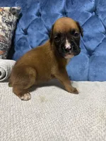Roxy, a female Boxer for sale in Cherokee, AL – 1 of 6