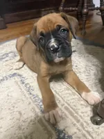 Scarlett, a female Boxer for sale in Cherokee, AL – 10 of 10