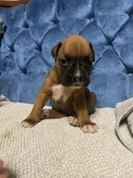 Oakley, a female Boxer for sale in Cherokee, AL – 1 of 7