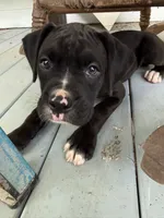 Harley, a female Boxer for sale in Cherokee, AL – 8 of 9